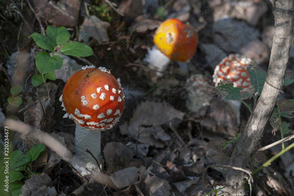 Young red fly agaric, close-up. Amanita muscaria. Young red fly agaric, close-up. Amanita muscaria.
