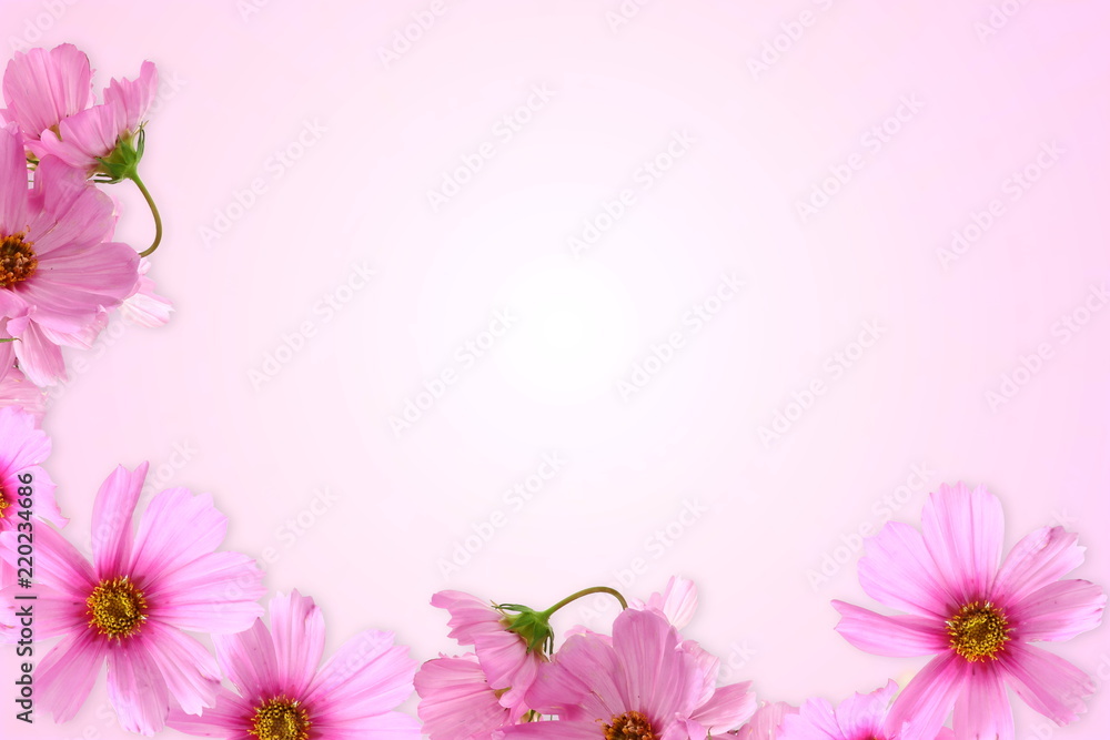 Fototapeta premium pink flower background for cosmetics aromatic spa health nature concept background