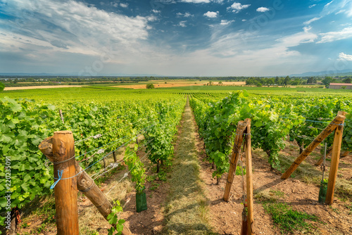 Ingrapes in the vineyard