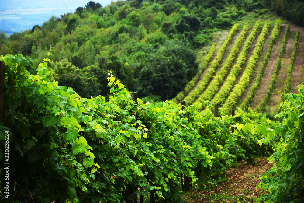 Vineyard and vines in the early summer, royal vineyard.Vineyard, nature landscapape


