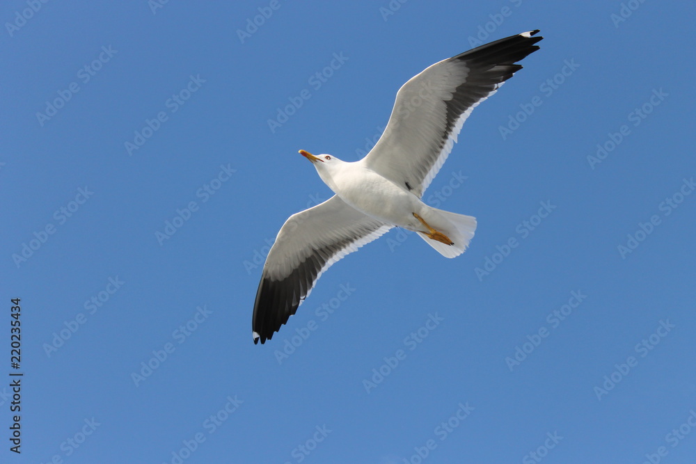 bird bird
