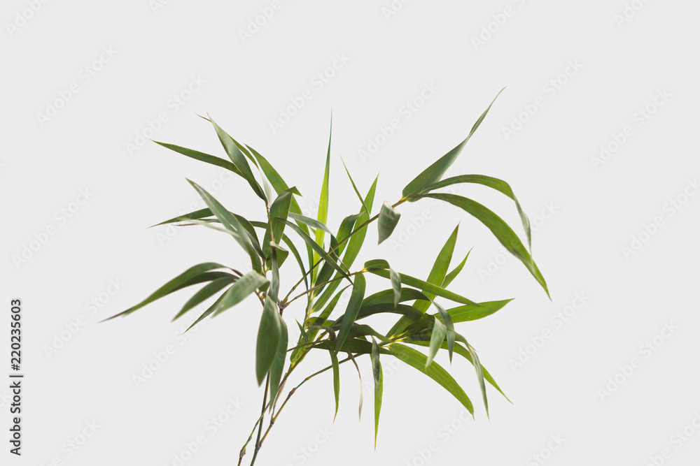 Fototapeta premium bamboo isolated on gray background with clipping path