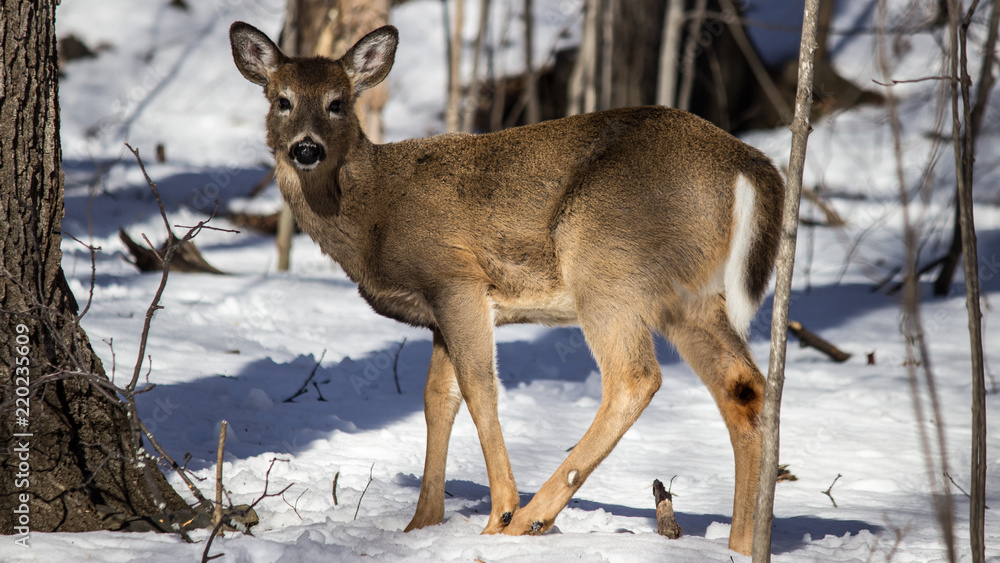 Deer in the Sunlights Deer in the Sunlights