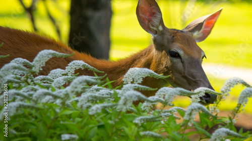 Friendly Doe