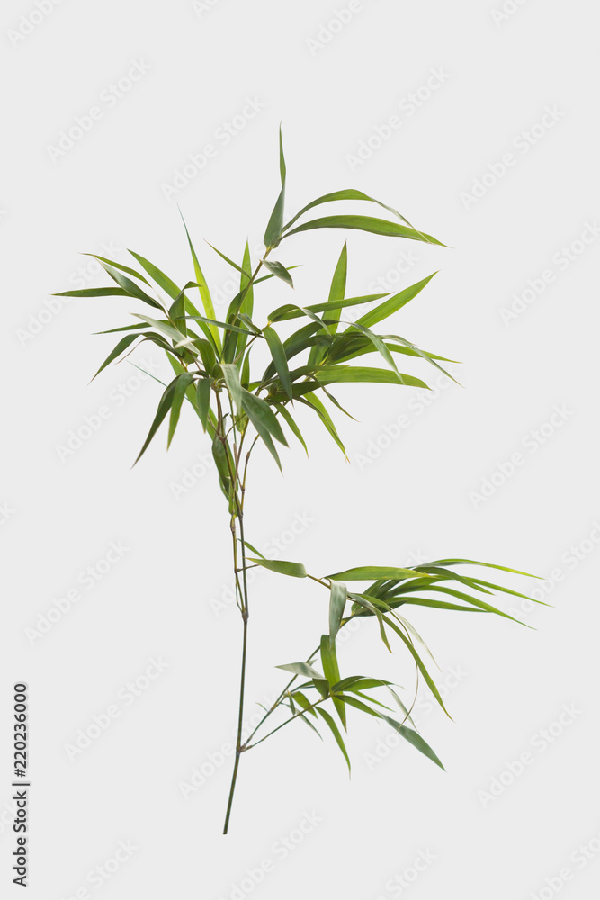 Obraz premium bamboo isolated on gray background with clipping path