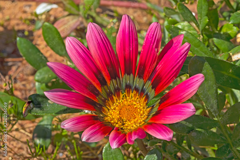 Pink Namaqua Gazania wildflower Pink Namaqua Gazania wildflower