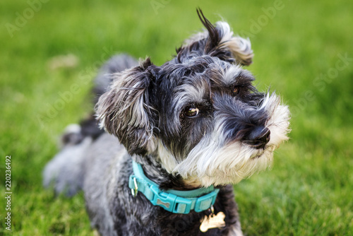 Photos Portrait of mini schnauzer