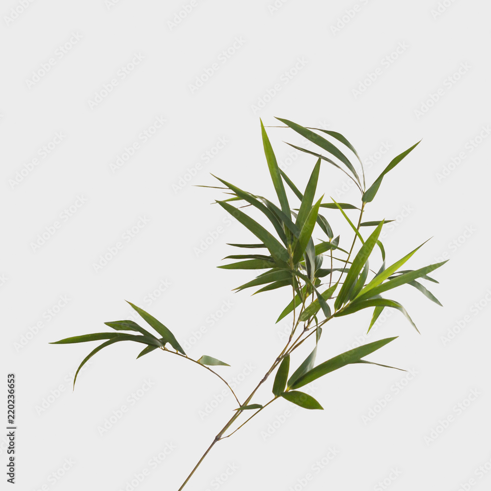 Obraz premium bamboo isolated on gray background with clipping path