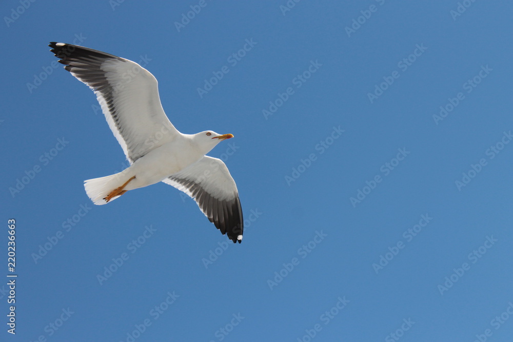 bird bird