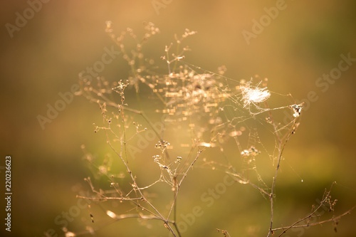 dry grass and web