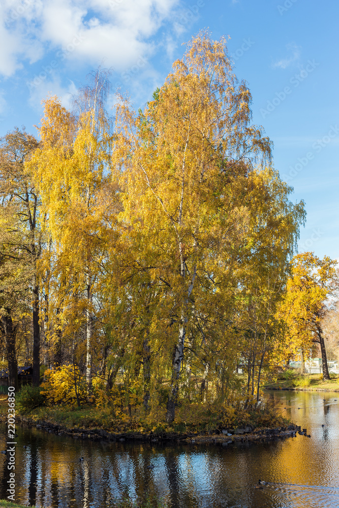birches in an autumn park