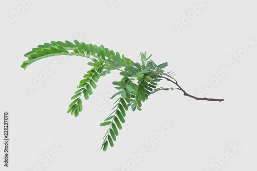 Tamarind leaves isolated on gray background with clipping path.