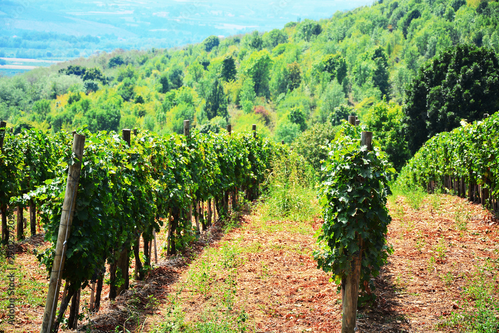 Vineyard and vines in the early summer, royal vineyard.Vineyard, nature landscape.