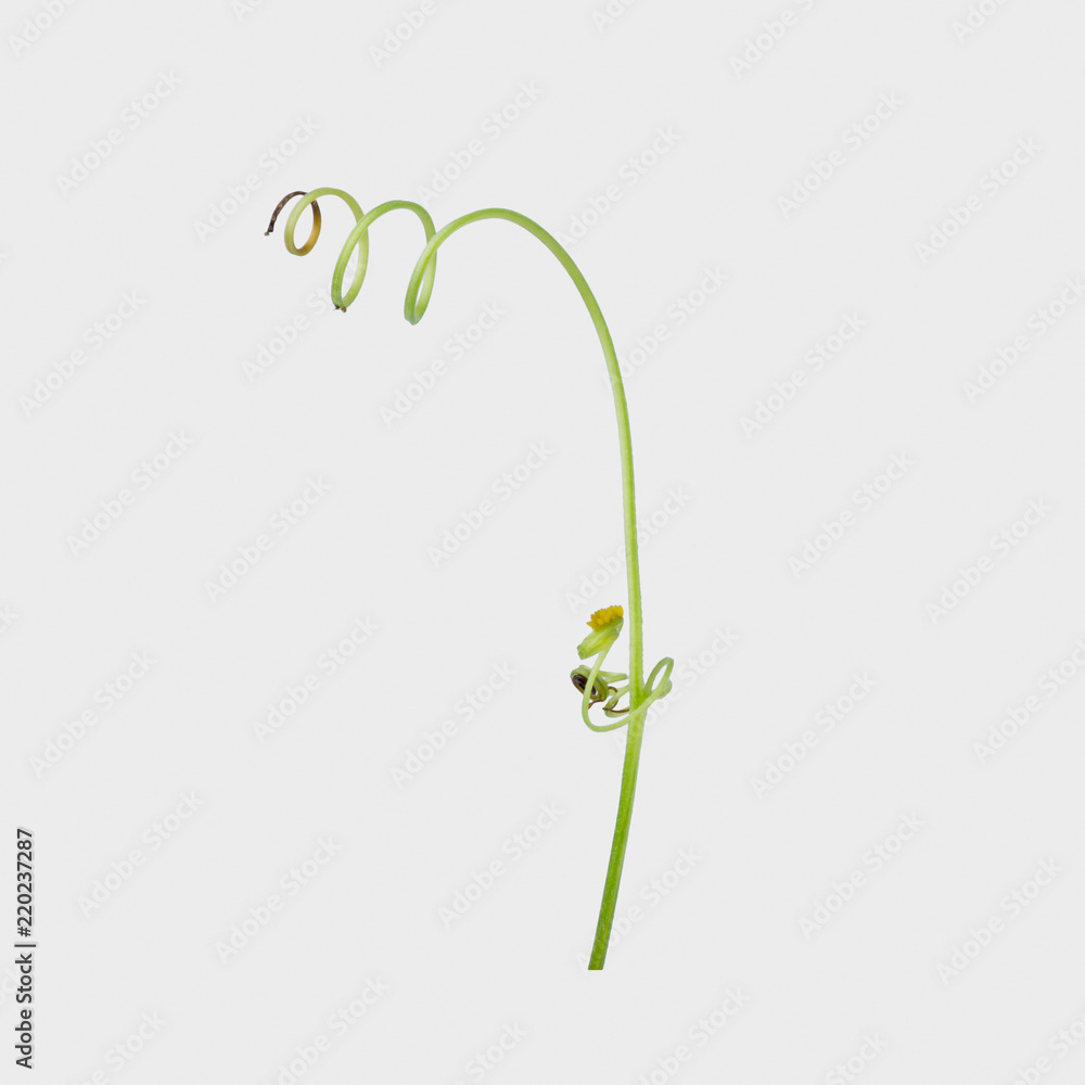 Green ivy plant isolated on gray background, clipping path Green ivy plant isolated on gray background, clipping path
