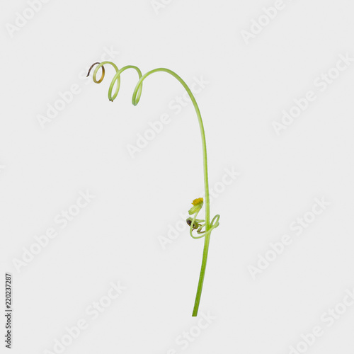 Green ivy plant isolated on gray background, clipping path