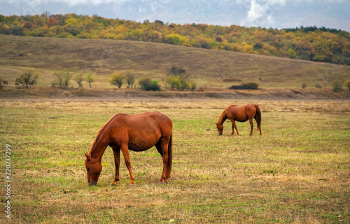 Horses graze near the mountain in the pasture in the autumn. © es0lex