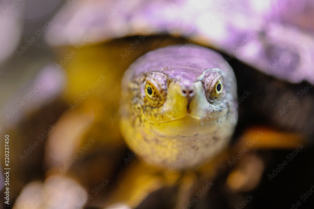 Portrait of a sea turtle in the aquarium Portrait of a sea turtle in the aquarium