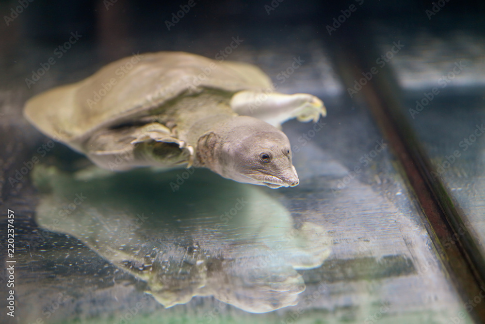 Obraz premium Turtle in the water in the aquarium