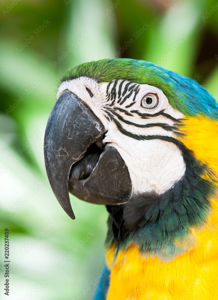 Fototapeta premium Portrait of a Blue-and-yellow Macaw Parrot