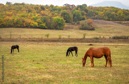 Wallpaper Mural Horses graze near the mountain in the pasture in the autumn. Torontodigital.ca