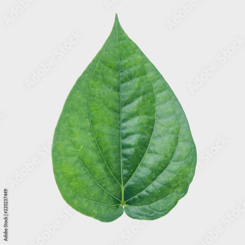 Green betel leaf isolated on the gary background with clipping path..