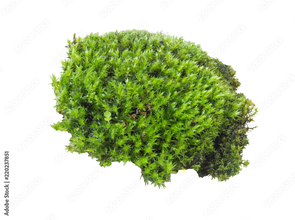 Fototapeta premium Green moss isolated on white background, clipping path
