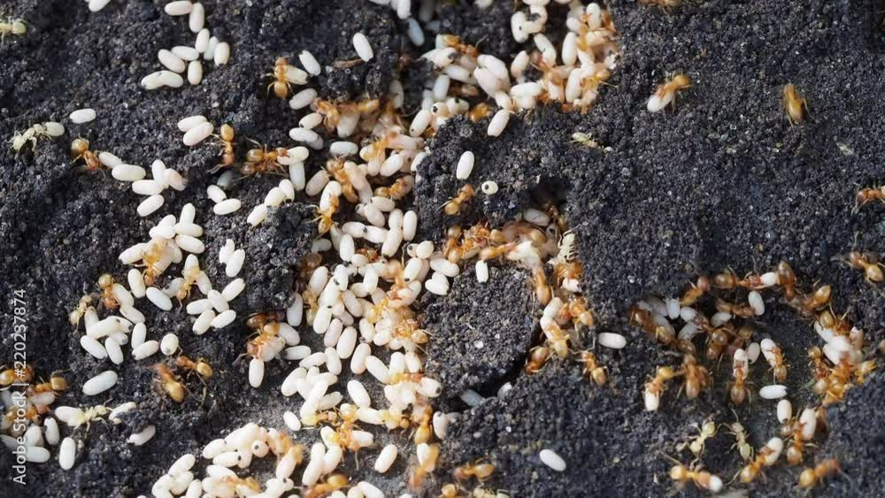Yellow meadow ant, (also yellow hill ant) colony collecting eggs Yellow meadow ant, (also yellow hill ant) colony collecting eggs