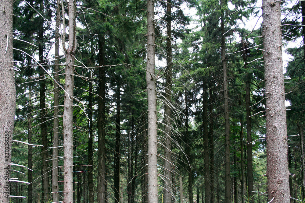 Obraz premium Green forest