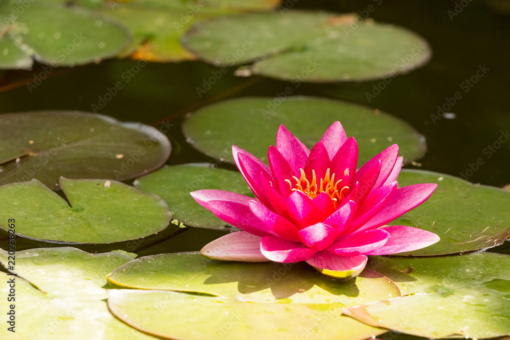 Lotus flower on background of green leaves and water Lotus flower on background of green leaves and water