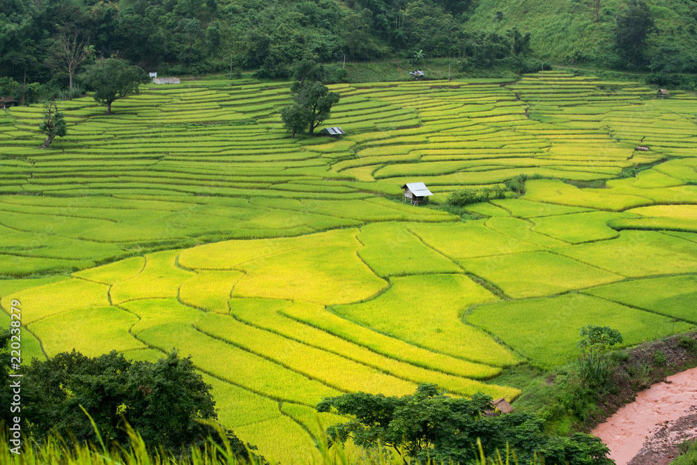 Green Terraced Rice Field in Nan, Thailand.