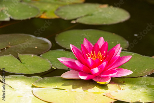 Lotus flower on background of green leaves and water