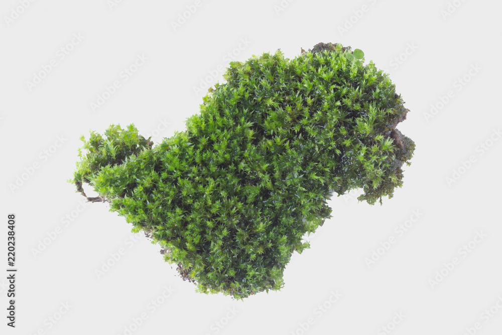 Fototapeta premium Green moss on gray background, clipping path