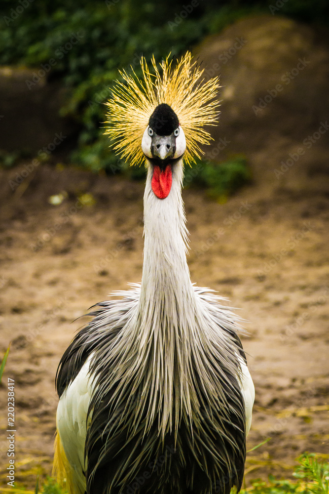 Fototapeta premium Grey Crowned Crane