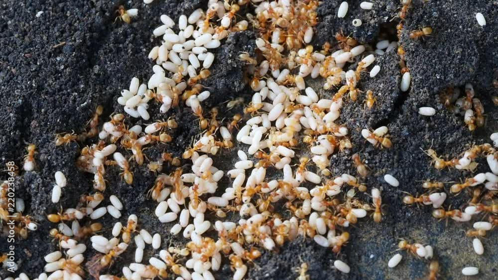 Yellow meadow ant, (also yellow hill ant) colony collecting eggs Yellow meadow ant, (also yellow hill ant) colony collecting eggs