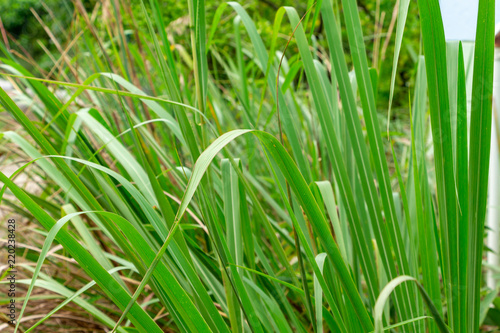 Eastern gamagrass (Tripsacum dactyloides) - Davie, Florida, USA