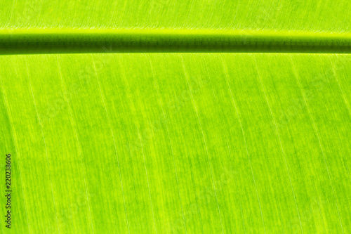 close up banana leaves on background and texture..