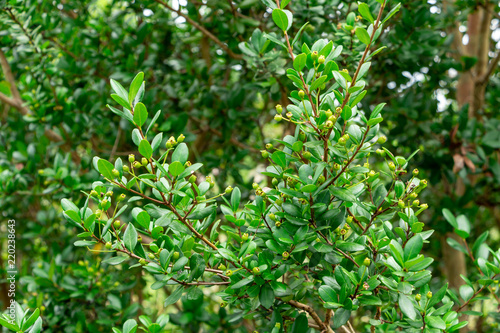 Simpson's stopper (Myrcianthes fragrans) - Davie, Florida, USA