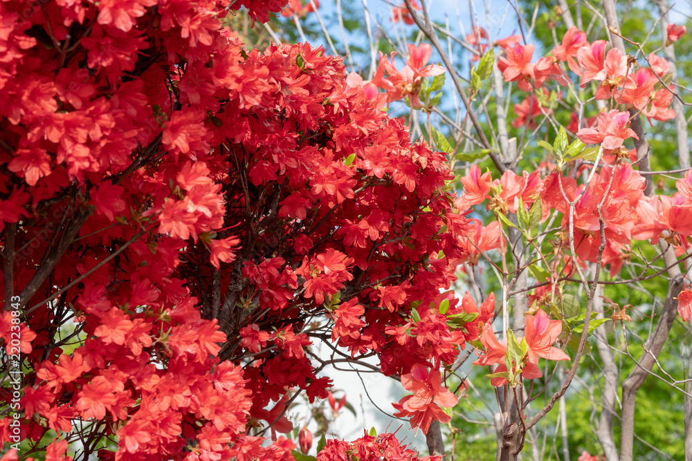Japanese red cherry blossom in spring Japanese red cherry blossom in spring