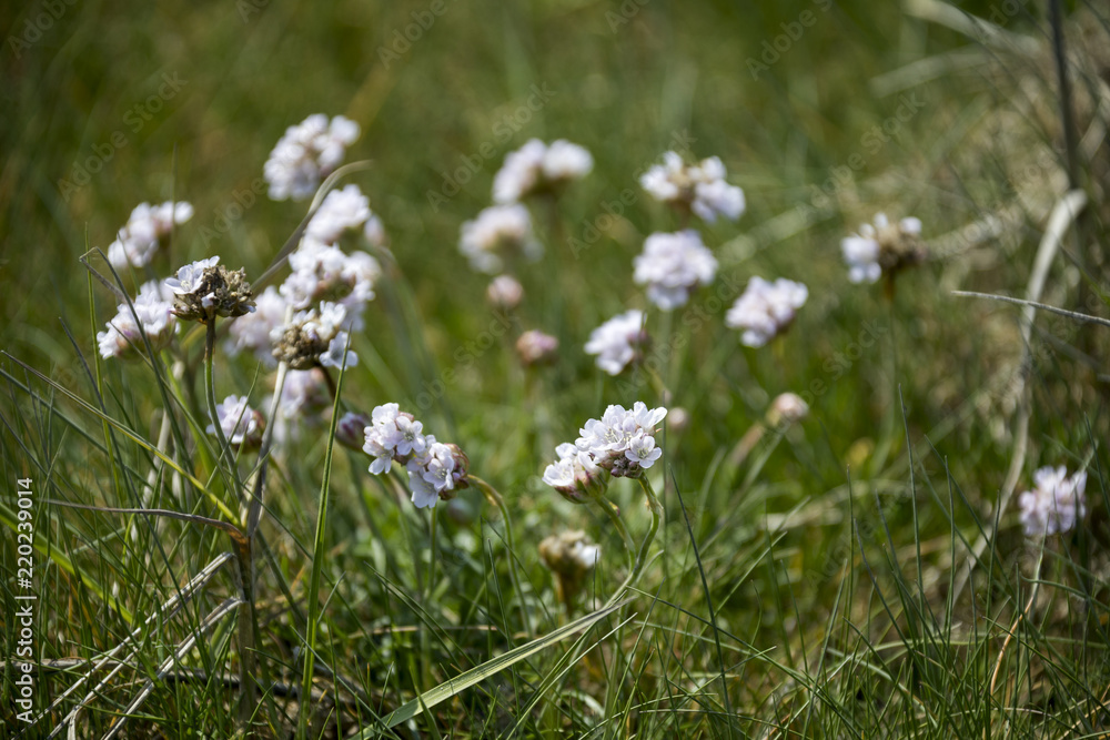 Blumen in Irland