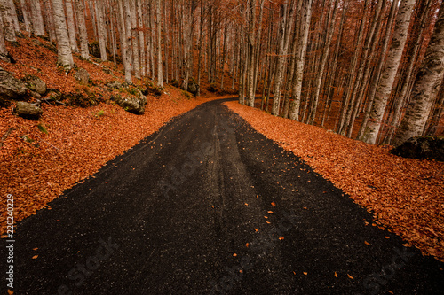 Autumn Foliage in  Mountain Road photo