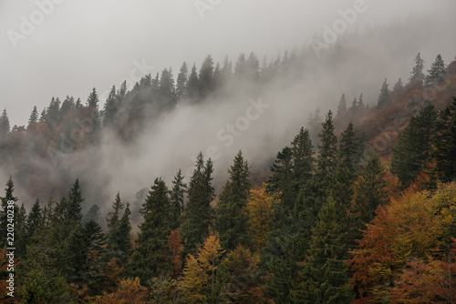 Firs and autumn trees in the fog on the mountainside. 