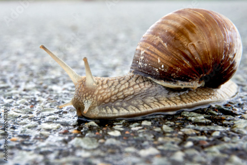 escargot after rain at a street