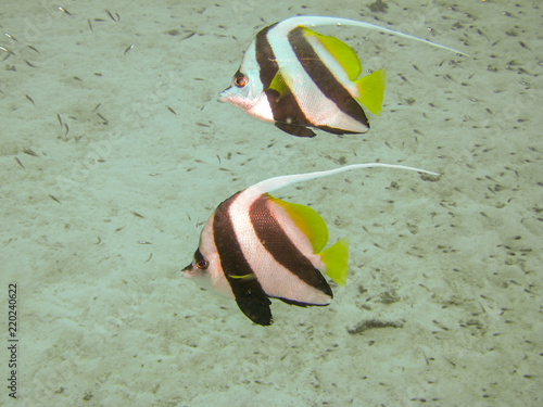 Couple of Bannerfish in ocean photo