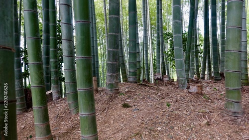 Bamboo, Bambus in der Natur