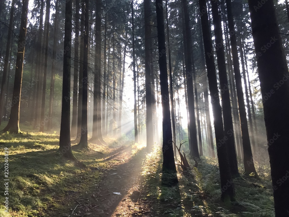 Fototapeta premium Sonnenstrahlen in nebeligem Wald