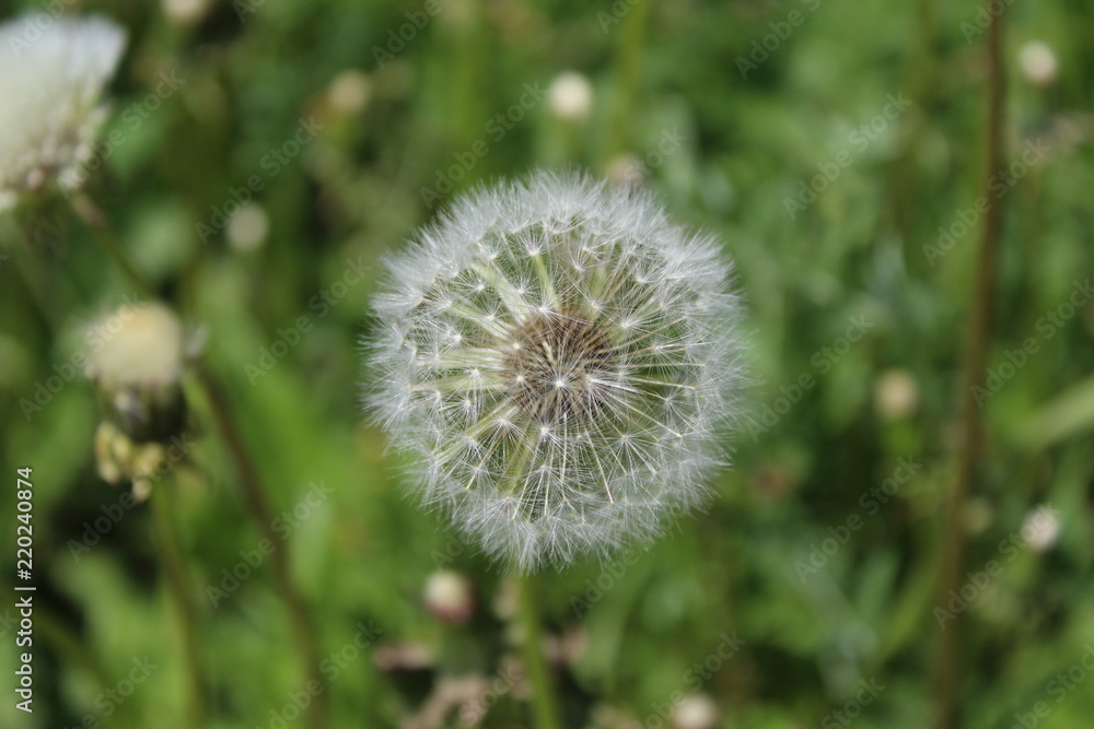 Dandelion Dandelion