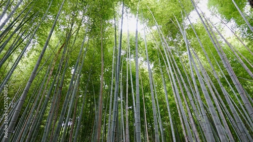 Fototapeta Naklejka Na Ścianę i Meble -  Bamboo, Bambus in der Natur