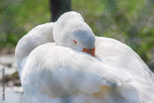 Close-up of a white goose seen through a metal net