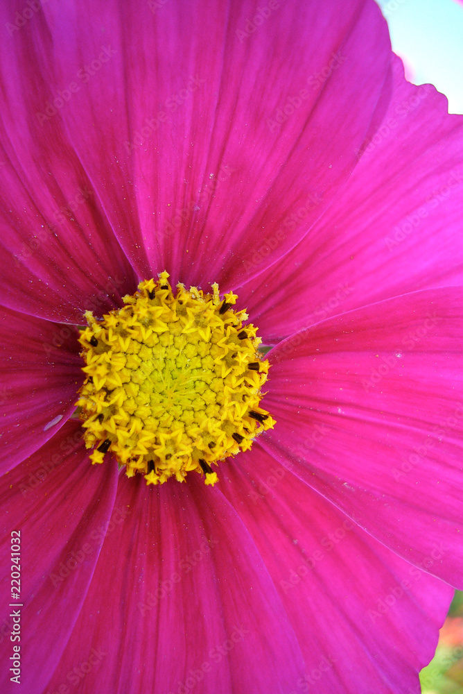 Close up of pollen cosmos flower Close up of pollen cosmos flower