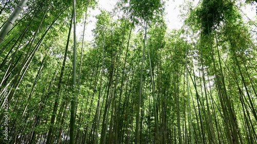 Bamboo, Bambus in der Natur